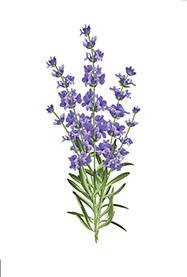 lavender