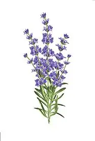 lavender